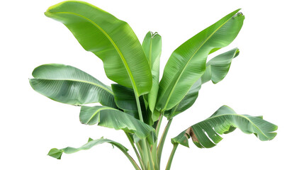 Green Banana Plant with Decayed Leaf