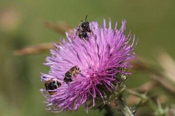 Polyester on Pink Thistle