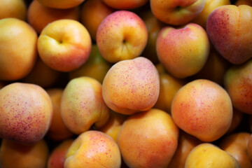 Fruits of juicy apricots in close-up.

