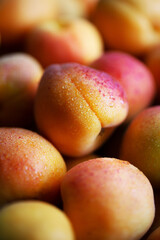 Fruits of juicy apricots in close-up.


