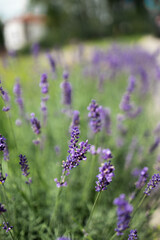 Obraz premium Gardens with the flourishing lavender 