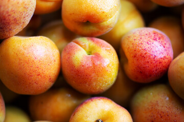 Fruits of juicy apricots in close-up.

