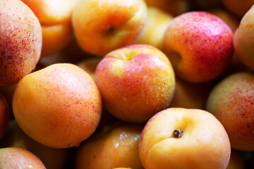Fruits of juicy apricots in close-up.

