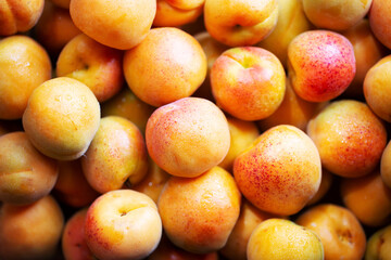 Fruits of juicy apricots in close-up.


