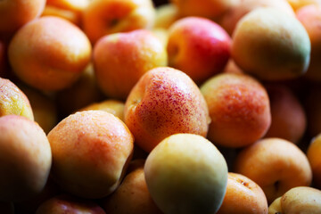 Fruits of juicy apricots in close-up.


