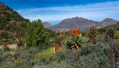 Nature's garden alongside the road near Hoeksplaas, Western Cape.