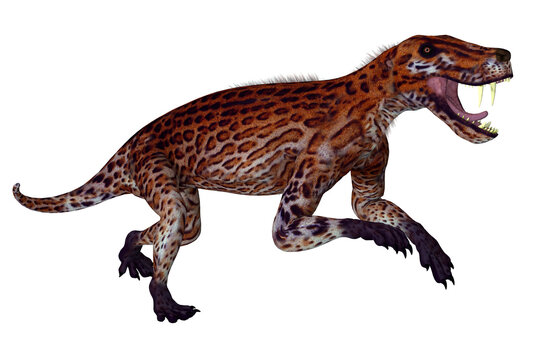 Lycaenops Cat-like Animal - Lycaenops was a carnivorous mammal-like therapsid animal that lived in South Africa during the Permian Period.