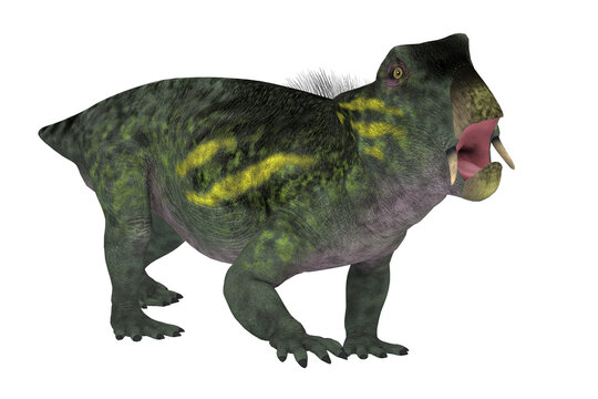 Lystrosaurus Open Mouth - Lystrosaurus was a dicynodont therapsid animal that lived in the Permian and Triassic Periods of Antarctica, India, Africa, China, Mongolia and Russia.