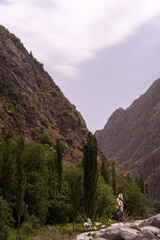A mountain range with a forest in the foreground