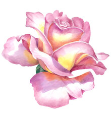 Rose flowers. Hand-drawn illustration done with watercolor pencils. Use printed materials, signs, objects, websites, maps.
