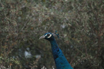peacock in the park