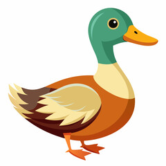 duck isolated on white