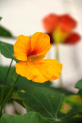 Kapuzinerkresse  pflanze blüte