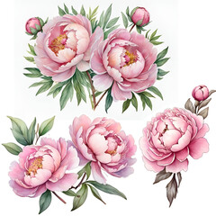 Watercolor beautiful peonies flowers