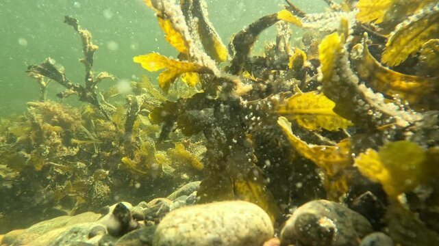 Underwater Saltwater Sunlit on Kelp Plants in Motio, Close Up