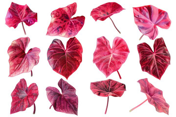 Obraz premium Collection of Red Caladium Leaves