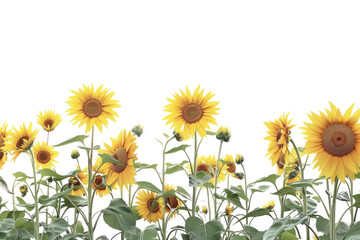 Fototapeta premium Vibrant sunflowers on transparent background