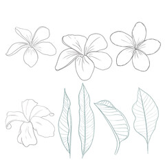 Plumeria flower illustration pack