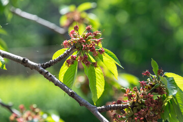 cherry tree branches and seeds
