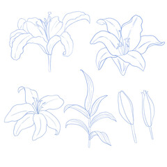 Hand drawn beautiful lily collection