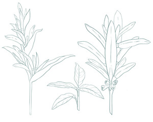 Set of hand drawn Heliconia plants