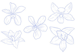 Set of hand drawn Orchids set