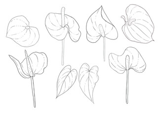 Set of hand drawn anthurium flower collection