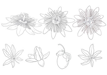 Blue Passion flower hand drawn illustration