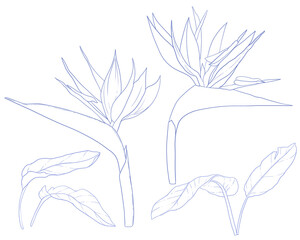 Hand drawn Bird of Paradise flower collection