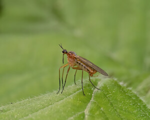 Fliege