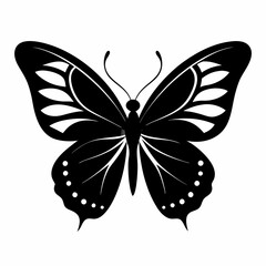 butterfly on white background