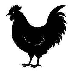 rooster isolated on white background