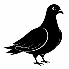 dove isolated on white