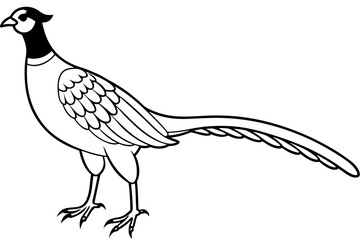 Pheasant silhouette vector illustration, Pheasant Bird