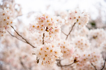 桜のアップ