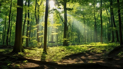 Obraz premium rays sun shining down