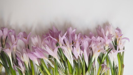 Bouquet of spring blue flowers anemone hepatica, scilla, yellow gagea and ribbon polka dot on a...