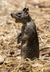 California Ground Squirrel Standing on Hind Legs and Sounding the Alarm. Bol Park, Santa Clara...