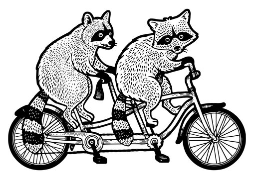 recommend clip art: raccoons ride tandem bike sketch engraving PNG illustration. T-shirt apparel print design. Scratch board imitation. Black and white hand drawn image.