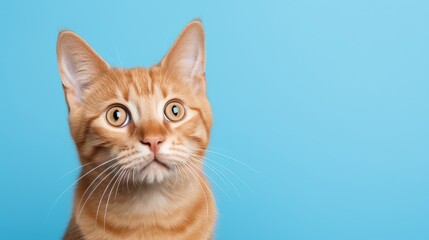 Fototapeta premium pale cat blue background