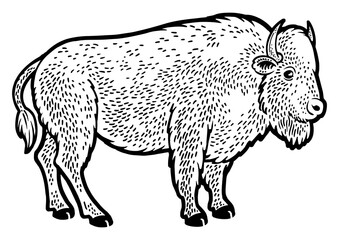 Buffalo bison animal sketch engraving PNG illustration. T-shirt apparel print design. Scratch board imitation. Black and white hand drawn image.