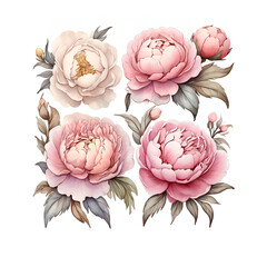 watercolor peonies