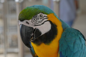 Macaws are a group of New World parrots that are known for their vibrant colors, intelligence, and social behavior. They are native to Central and South America|金剛鸚鵡