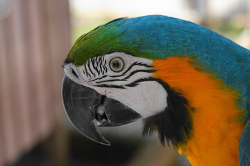 Macaws are a group of New World parrots that are known for their vibrant colors, intelligence, and social behavior. They are native to Central and South America|金剛鸚鵡