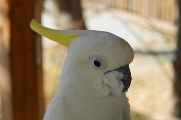 The White Cockatoo, also known as the Umbrella Cockatoo (Cacatua alba), is a captivating parrot...