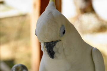 The White Cockatoo, also known as the Umbrella Cockatoo (Cacatua alba), is a captivating parrot...
