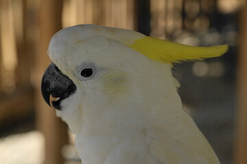 The White Cockatoo, also known as the Umbrella Cockatoo (Cacatua alba), is a captivating parrot...