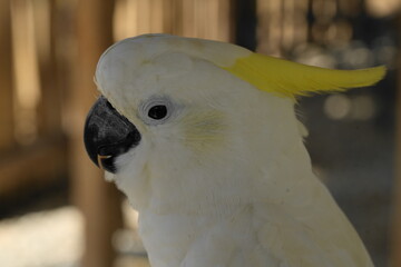 The White Cockatoo, also known as the Umbrella Cockatoo (Cacatua alba), is a captivating parrot species known for its striking white plumage and large, expressive crest. |白鳳頭鸚鵡