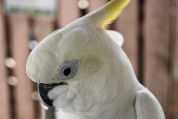 The White Cockatoo, also known as the Umbrella Cockatoo (Cacatua alba), is a captivating parrot species known for its striking white plumage and large, expressive crest. |白鳳頭鸚鵡