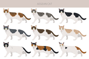 Aegean cat clipart. All coat colors set.  All cat breeds characteristics infographic